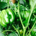 HOT BELL PEPPER SEEDS , Capsicum annuum - Caribbean garden seed