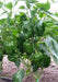 HOT BELL PEPPER SEEDS , Capsicum annuum - Caribbean garden seed