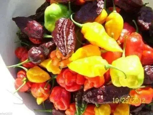 Hot Pepper Seeds All Sort Mix,HEIRLOOM HOT PEPPERS - Caribbean garden seed