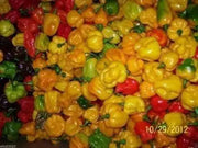 Hot Pepper Seeds All Sort Mix,HEIRLOOM HOT PEPPERS - Caribbean garden seed
