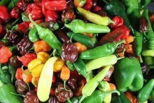 Hot Pepper Seeds All Sort Mix,HEIRLOOM HOT PEPPERS - Caribbean garden seed