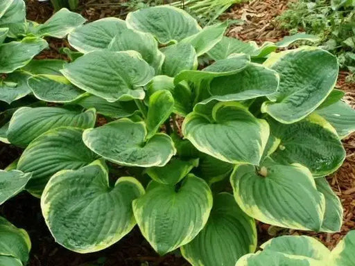HOSTA, CHRISTMAS TREE (Bareroot PLANT) SHADE PERENNIAL FOLIAGE - Caribbean garden seed