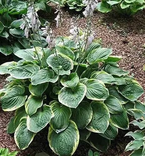 HOSTA, CHRISTMAS TREE (Bareroot PLANT) SHADE PERENNIAL FOLIAGE - Caribbean garden seed