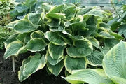 HOSTA, CHRISTMAS TREE (Bareroot PLANT) SHADE PERENNIAL FOLIAGE - Caribbean garden seed