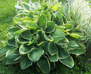 HOSTA, CHRISTMAS TREE (Bareroot PLANT) SHADE PERENNIAL FOLIAGE - Caribbean garden seed