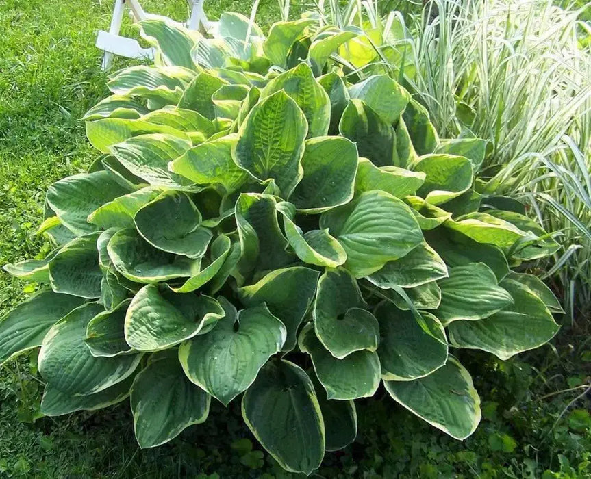HOSTA, CHRISTMAS TREE (Bareroot PLANT) SHADE PERENNIAL FOLIAGE - Caribbean garden seed