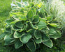 HOSTA, CHRISTMAS TREE (Bareroot PLANT) SHADE PERENNIAL FOLIAGE - Caribbean garden seed