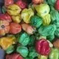 HOT PEPPER SEEDS - Caribbean Mix - Capsicum chinense, untreated heirloom - Caribbean garden seed