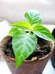 HOT PEPPER SEEDS - Caribbean Mix - Capsicum chinense, untreated heirloom - Caribbean garden seed