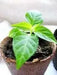 HOT PEPPER SEEDS - Caribbean Mix - Capsicum chinense, untreated heirloom - Caribbean garden seed