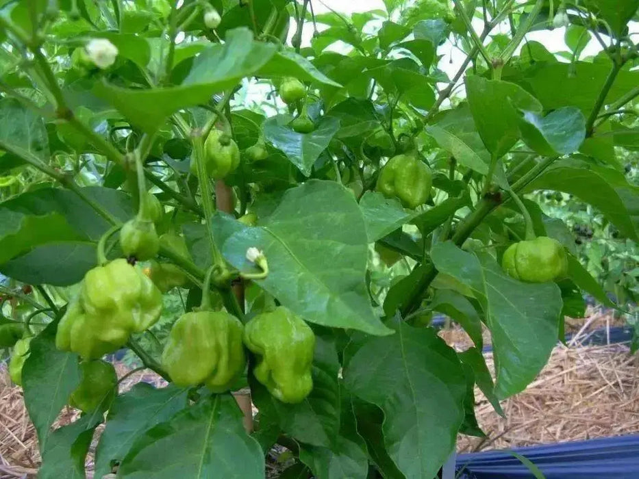 HOT PEPPER SEEDS - Caribbean Mix - Capsicum chinense, untreated heirloom - Caribbean garden seed