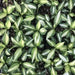 hosta, Vulcan Bareroot (PLANT) Perennial - Caribbean garden seed