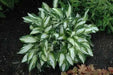 hosta, Vulcan Bareroot (PLANT) Perennial - Caribbean garden seed