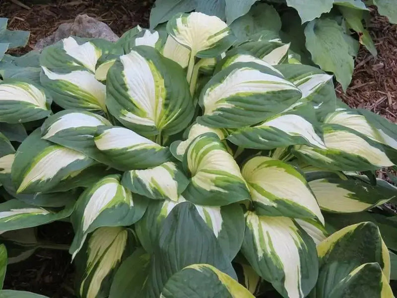 hosta, Vulcan Bareroot (PLANT) Perennial - Caribbean garden seed