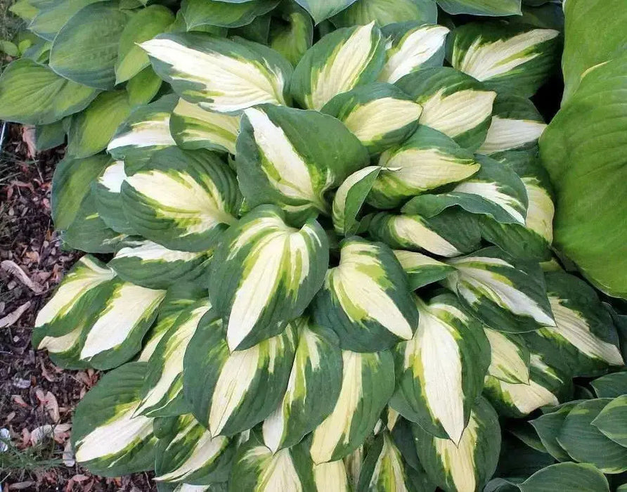 hosta, Vulcan Bareroot (PLANT) Perennial - Caribbean garden seed