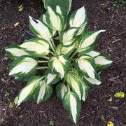 hosta, Vulcan Bareroot (PLANT) Perennial - Caribbean garden seed