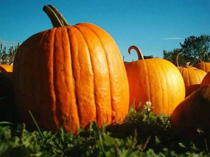 HOWDEM PUMPKIN SEED (Winter Squash )  Halloween Pumpkin. - Caribbean garden seed