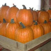 HOWDEM PUMPKIN SEED (Winter Squash )  Halloween Pumpkin. - Caribbean garden seed