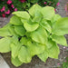 Hosta Sum & Substance (Bareroot PLANT) Perennial FOLIAGE - Caribbean garden seed