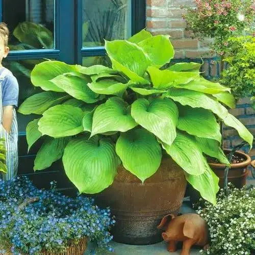 Hosta Sum & Substance (Bareroot PLANT) Perennial FOLIAGE - Caribbean garden seed