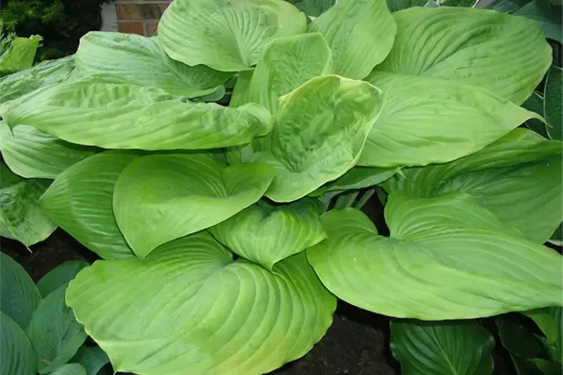 Hosta Sum & Substance (Bareroot PLANT) Perennial FOLIAGE - Caribbean garden seed