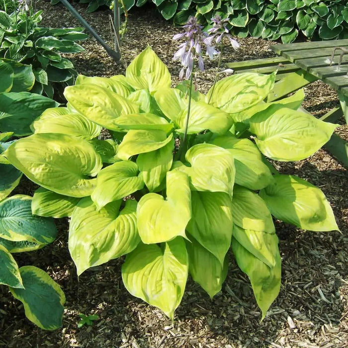 Hosta Sum & Substance (Bareroot PLANT) Perennial FOLIAGE - Caribbean garden seed