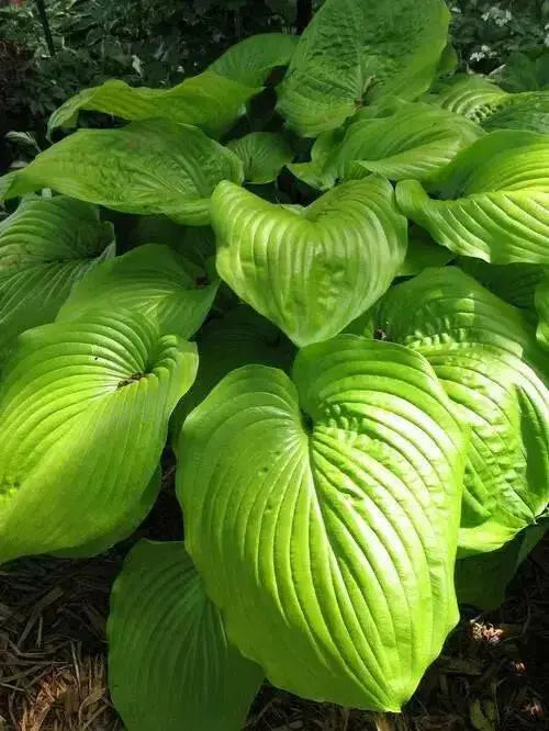 Hosta Sum & Substance (Bareroot PLANT) Perennial FOLIAGE - Caribbean garden seed