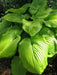 Hosta Sum & Substance (Bareroot PLANT) Perennial FOLIAGE - Caribbean garden seed