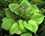 Hosta Sum & Substance (Bareroot PLANT) Perennial FOLIAGE - Caribbean garden seed