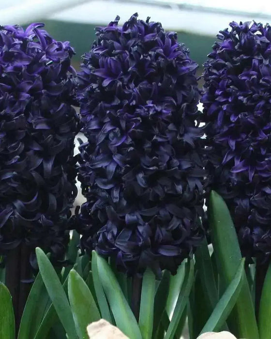 Hyacinth 'Dark Dimension Bulbs, unusual color - Caribbean garden seed