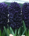 Hyacinth 'Dark Dimension Bulbs, unusual color - Caribbean garden seed