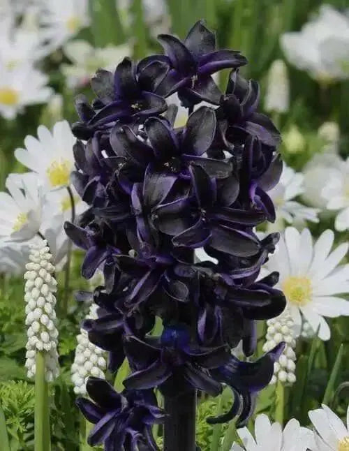 Hyacinth 'Dark Dimension Bulbs, unusual color - Caribbean garden seed