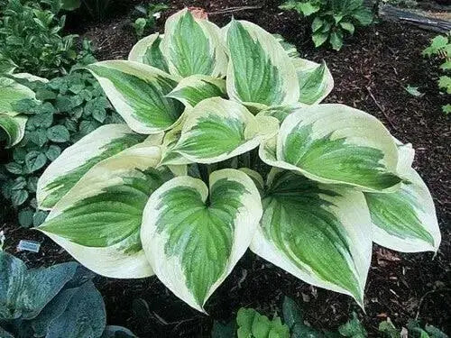 HOSTA Victory (Bareroot PLANT) Perennial - Caribbean garden seed