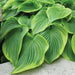 HOSTA Victory (Bareroot PLANT) Perennial - Caribbean garden seed