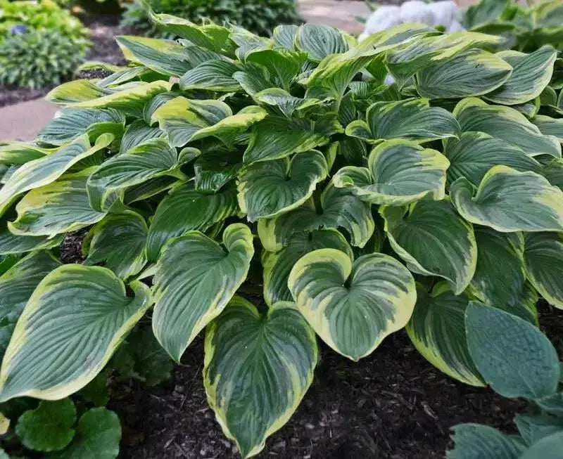 HOSTA Victory (Bareroot PLANT) Perennial - Caribbean garden seed