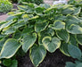 HOSTA Victory (Bareroot PLANT) Perennial - Caribbean garden seed