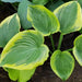 HOSTA Victory (Bareroot PLANT) Perennial - Caribbean garden seed