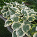 HOSTA Victory (Bareroot PLANT) Perennial - Caribbean garden seed