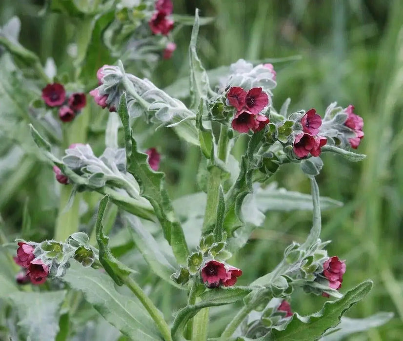 Hound's-tongue SEEDS (Cynoglossum officinale) biennial - Caribbean garden seed