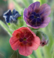 Hound's-tongue SEEDS (Cynoglossum officinale) biennial - Caribbean garden seed