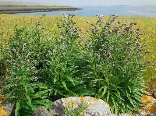 Hound's-tongue SEEDS (Cynoglossum officinale) biennial - Caribbean garden seed