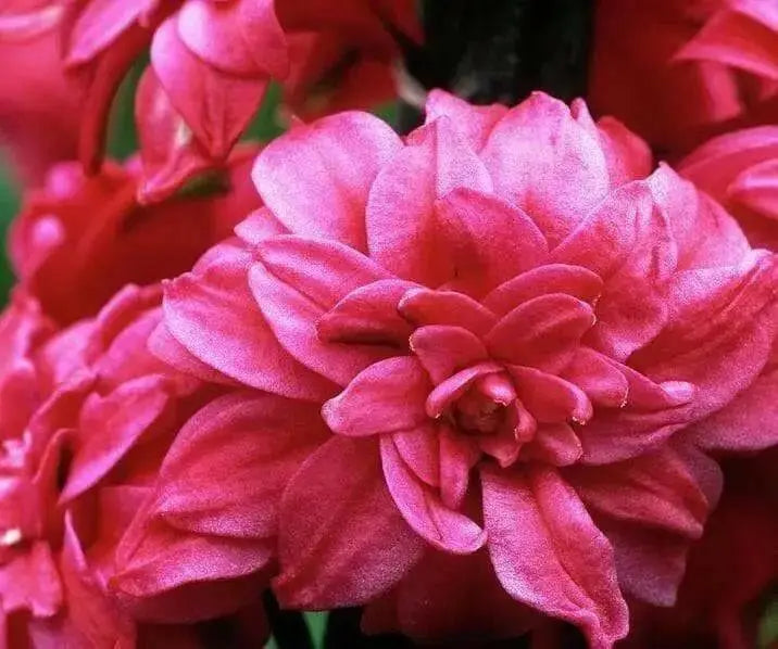 Hyacinth Bulb- Hollyhock, double fragrant florets of deep pink almost red blooms - Caribbean garden seed