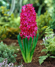 Hyacinth Bulb- Jan Bos. Their sweet fragrance and deep hot pink color - Caribbean garden seed