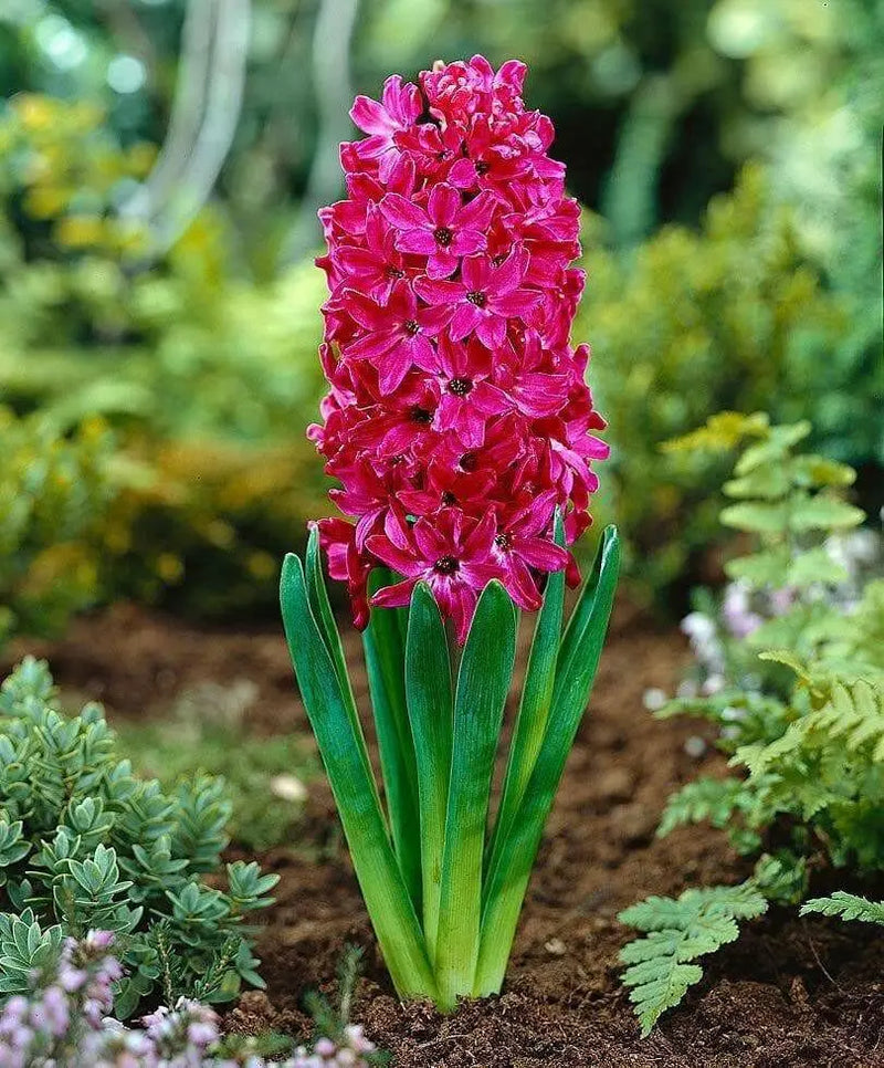 Hyacinth Bulb- Jan Bos. Their sweet fragrance and deep hot pink color - Caribbean garden seed
