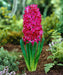 Hyacinth Bulb- Jan Bos. Their sweet fragrance and deep hot pink color - Caribbean garden seed