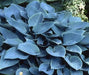 Hosta sieboldiana ‘Elegans’, SHADE PERENNIAL FOLIAGE - Caribbean garden seed
