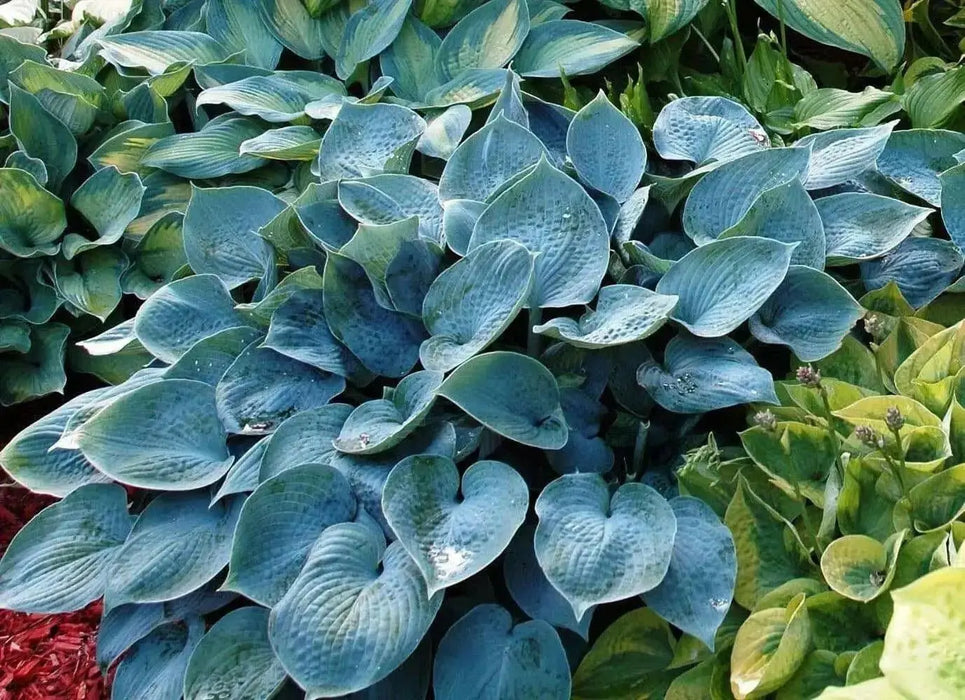 Hosta sieboldiana ‘Elegans’, SHADE PERENNIAL FOLIAGE - Caribbean garden seed