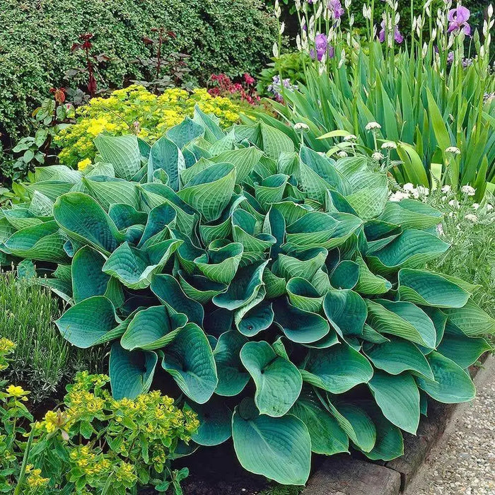 Hosta sieboldiana ‘Elegans’, SHADE PERENNIAL FOLIAGE - Caribbean garden seed