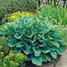 Hosta sieboldiana ‘Elegans’, SHADE PERENNIAL FOLIAGE - Caribbean garden seed
