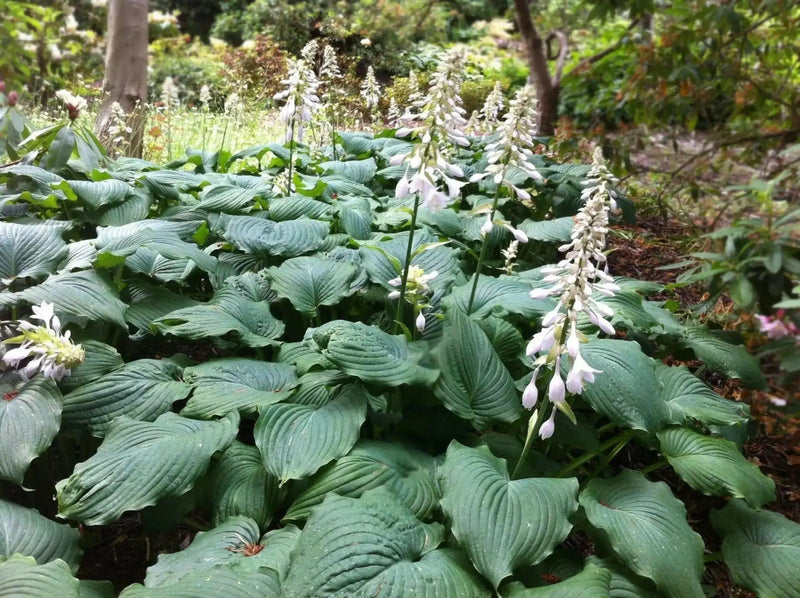 Hosta sieboldiana ‘Elegans’, SHADE PERENNIAL FOLIAGE - Caribbean garden seed